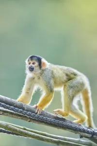 Common Squirrel Monkey Prints: Common squirrel monkey (Saimiri sciureus)