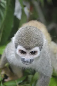 Common Squirrel Monkey Prints: Common Squirrel monkey (Saimiri sciureus)