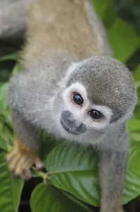 Common Squirrel Monkey Prints: Common Squirrel monkey (Saimiri sciureus)
