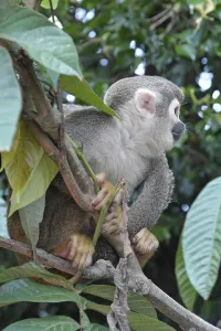 Common Squirrel Monkey Prints: Common Squirrel monkey (Saimiri sciureus)