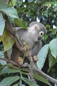 New World Monkey Images Prints: Common Squirrel monkey (Saimiri sciureus)