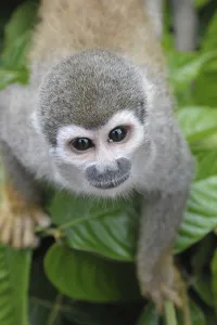 Common Squirrel Monkey Prints: Common Squirrel monkey (Saimiri sciureus)