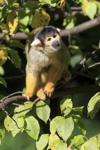 Squirrel Monkey Prints: Common squirrel monkey (Saimiri sciureus)