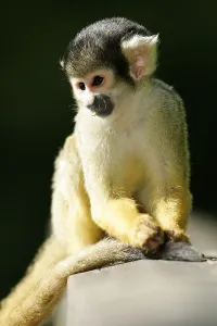 Common Squirrel Monkey Prints: Common squirrel monkey (Saimiri sciureus)