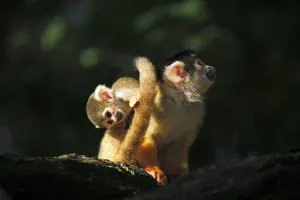 New World Monkeys Images Prints: Common squirrel monkey (Saimiri sciureus)