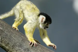 Squirrel Monkey Prints: Common squirrel monkey (Saimiri sciureus)