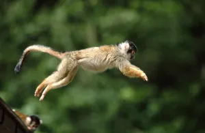 New World Primates Prints: Common squirrel monkey (Saimiri sciureus)