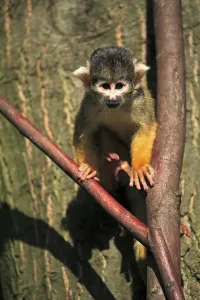 New World Monkey Prints: Common squirrel monkey (Saimiri sciureus)