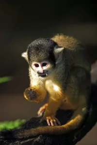 Tree Dwelling Primates Prints: Common squirrel monkey (Saimiri sciureus)