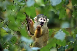 South American Primates Prints: Common squirrel monkey (Saimiri sciureus)