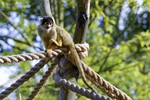 Common Squirrel Monkey Prints: Common Squirrel Monkey (Saimiri sciureus)