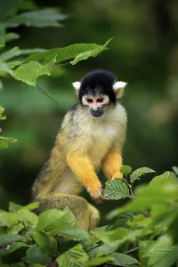 New World Primates Prints: Common squirrel monkey (Saimiri sciureus)