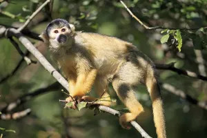 Squirrel Monkey Prints: Common squirrel monkey (Saimiri sciureus)