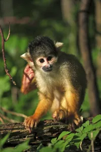 New World Primates Prints: Common squirrel monkey (Saimiri sciureus)