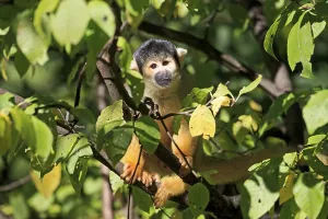Squirrel Monkey Prints: Common squirrel monkey (Saimiri sciureus)