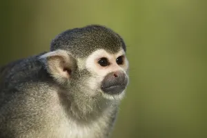 Wild Fauna Images Prints: Common Squirrel Monkey (Saimiri sciureus)