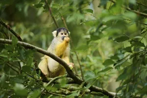 Primate Animals Prints: Common squirrel monkey (Saimiri sciureus) in a tree