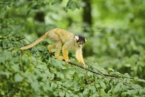 Common Squirrel Monkey Image Prints: Common squirrel monkey (Saimiri sciureus) in a tree