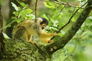 New World Primate Species Prints: Common squirrel monkey (Saimiri sciureus) in a tree