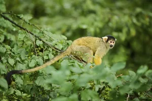 Primate Animal Prints: Common squirrel monkey (Saimiri sciureus) in a tree