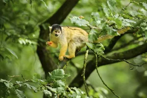 New World Monkeys Pictures Prints: Common squirrel monkey (Saimiri sciureus) in a tree