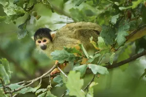 Captive Primate Prints: Common squirrel monkey (Saimiri sciureus) in a tree