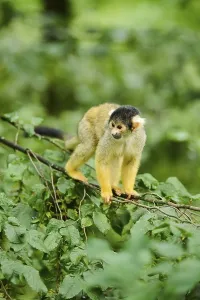 New World Monkeys Pictures Prints: Common squirrel monkey (Saimiri sciureus) in a tree