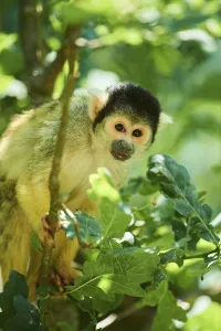 Primate Animal Photography Prints: Common squirrel monkey (Saimiri sciureus) on a tree