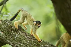 Common Squirrel Monkey Prints: Common squirrel monkey (Saimiri sciureus) in a tree