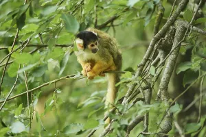 Tree Dwelling Primates Prints: Common squirrel monkey (Saimiri sciureus) in a tree