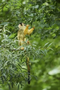 New World Monkeys Images Prints: Common squirrel monkey (Saimiri sciureus) in a tree