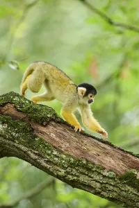 Squirrel Monkey Prints: Common squirrel monkey (Saimiri sciureus) in a tree