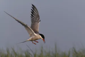 Charadriiformes Wildlife Photography Prints: Common Tern (Sterna hirundo), flight study