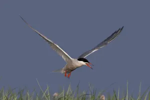 East Frisian Islands Landscape Prints: Common Tern (Sterna hirundo), flight study