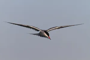 East Frisian Islands Landscape Prints: Common Tern (Sterna hirundo), flight study