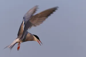 Northern Germany Seabirds Prints: Common Tern (Sterna hirundo), flight study