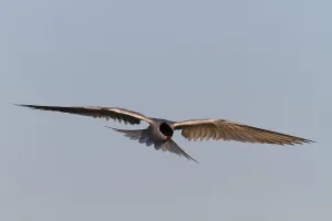 Wadden Sea National Park Scenery Prints: Common Tern (Sterna hirundo), flight study