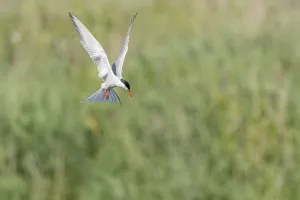 Wildlife Photography Alsace Prints: Common tern (Sterna hirundo) hovering over a marsh