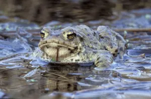 Toads In The Wild Prints: Common toad