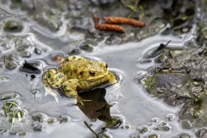Amphibian Conservation Prints: Common toad