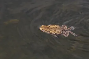 Batrachian Animals Prints: Common toad