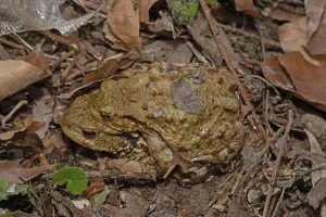 Mating Season Prints: Common toad
