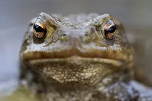 Common Toad Print - Bufo bufo
