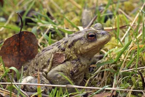 European Toad Habitat Prints: Common toad