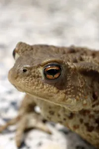 European Toad Habitat Prints: Common toad