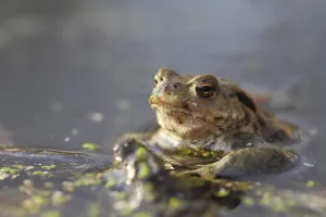 True Toads Habitat Prints: Common toad