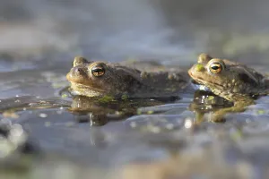 Amphibian Animal Prints: Common toad