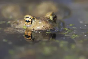 Uninhabited Habitat Images Prints: Common toad