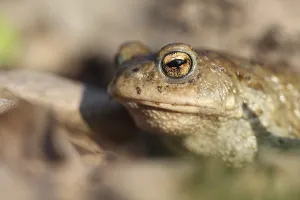 Natural Habitat Shots Prints: Common toad