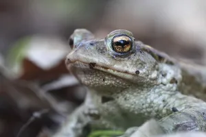 Amphibian Animal Prints: Common toad